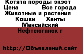 Котята породы экзот › Цена ­ 7 000 - Все города Животные и растения » Кошки   . Ханты-Мансийский,Нефтеюганск г.